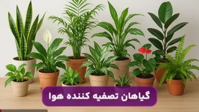 15 گیاه تصفیه کننده هوا