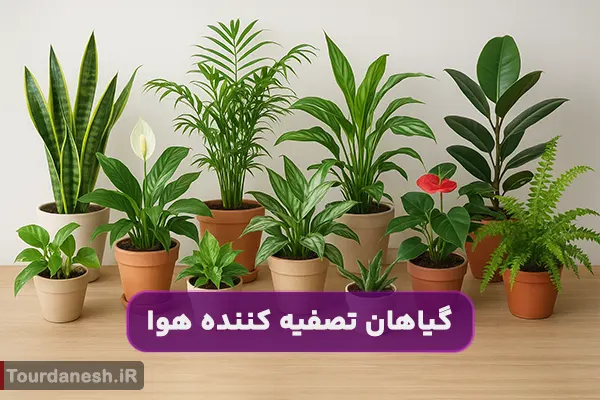 15 گیاه تصفیه کننده هوا