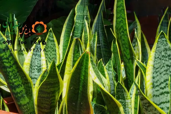 علت زرد شدن برگ سانسوریا چیست