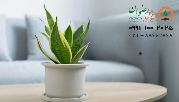 گل سانسوریا