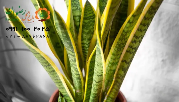 علت زرد شدن برگ سانسوریا