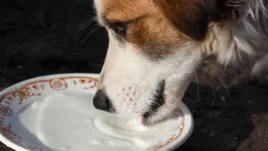 آیا لبنیات برای سگ مفید است؟