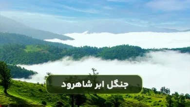 جنگل ابر شاهرود؛ مقصد محبوب طبیعت گردی