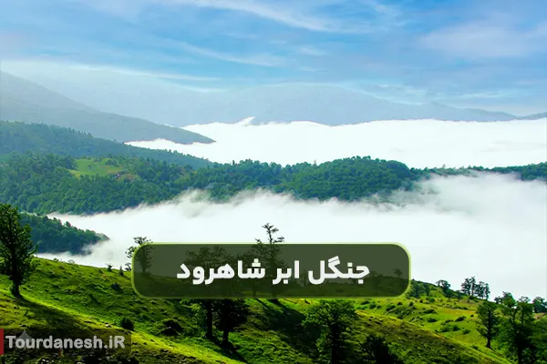 جنگل ابر شاهرود؛ مقصد محبوب طبیعت گردی