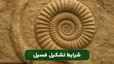 شرایط لازم برای تشکیل فسیل و اهمیت آن