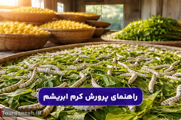 چگونه کرم ابریشم را پرورش می دهند؟