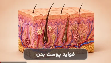 پوست چه فایده ای برای بدن دارد؟