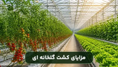 مزایای کشت گلخانه ای چیست؟
