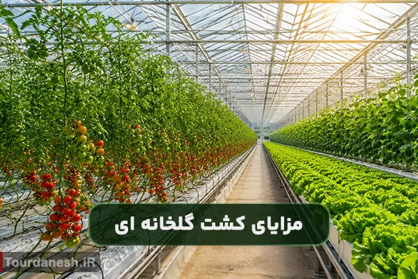 مزایای کشت گلخانه ای چیست؟