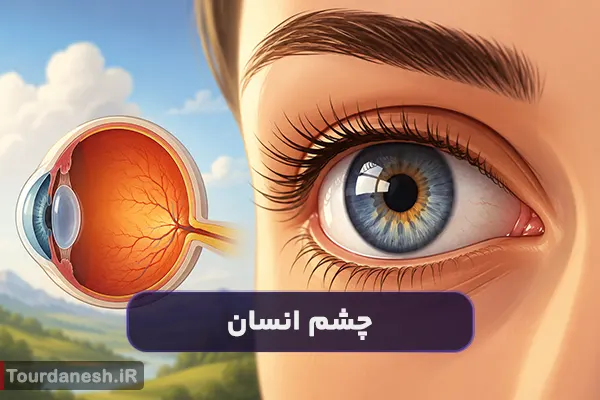 تحقیق درباره چشم انسان؛ ساختار، اجزا و نحوه عملکرد