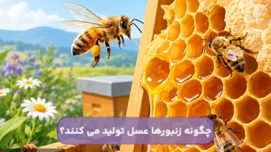 چگونه زنبورها عسل تولید می کنند؟